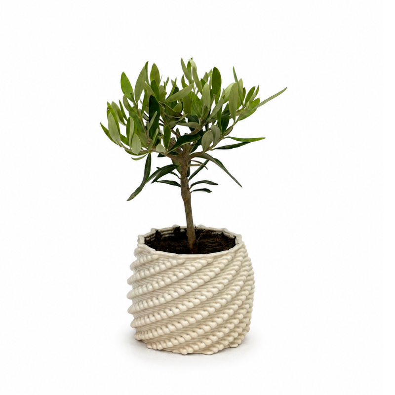 Bonsai di olivo con chioma verde in vaso di ceramica Carina bianco dalla particolare lavorazione in rilievo, su sfondo bianco