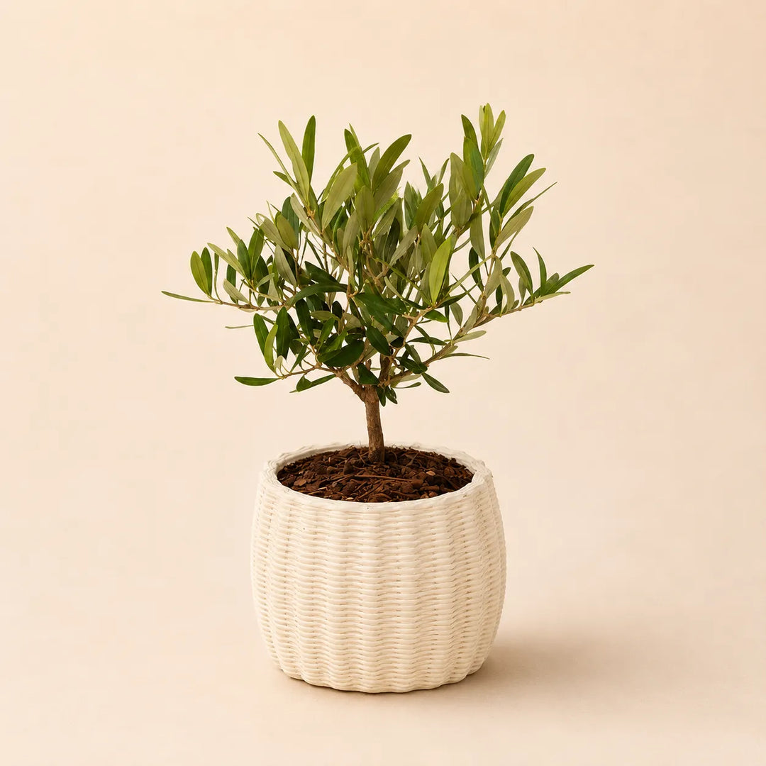 Bonsai di olivo con foglie verdi argentate in vaso bianco effetto intrecciato dal design elegante e moderno.