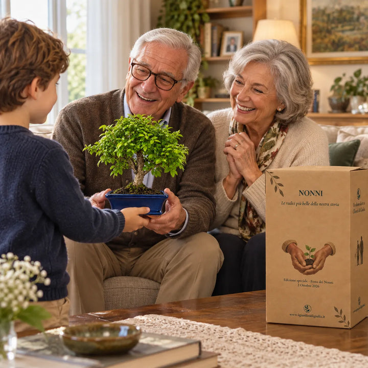 Nipote che regala ai nonni un Bonsai Olmo Cinese di 7 anni con confezione speciale per la Festa dei Nonni