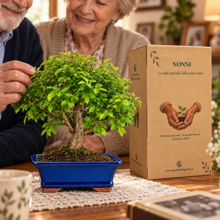 Bonsai Ulmus Parvifolia di 7 anni in vaso blu con scatola regalo dedicata alla Festa dei Nonni