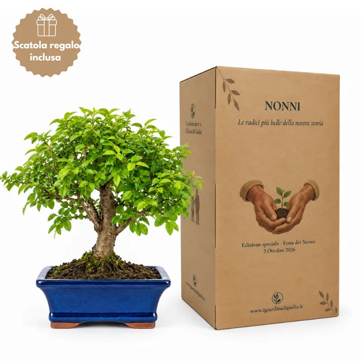 Bonsai Ulmus Parvifolia di 7 anni in vaso bonsai blu con scatola regalo Festa dei Nonni inclusa
