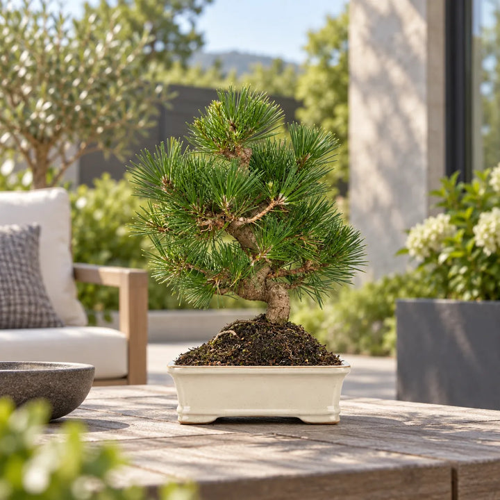 Bonsai Pinus Thunbergii di 12 anni con tronco sinuoso e chioma di aghi verdi, in vaso bonsai bianco ambientato su terrazza