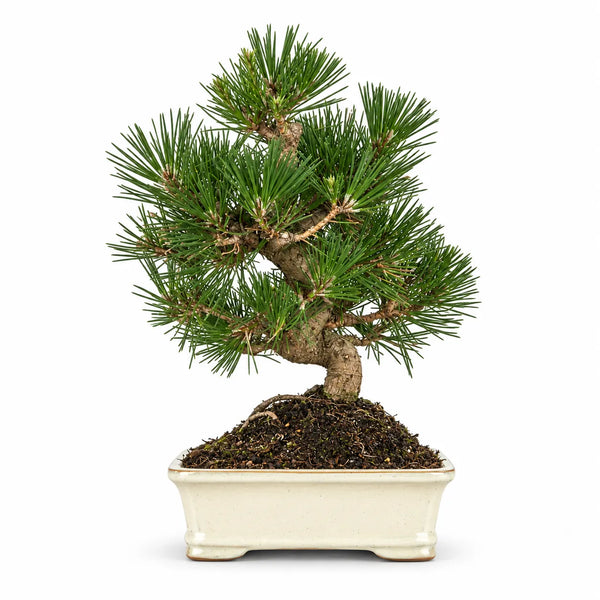 Bonsai 12 Anni Pinus Thunbergii - Collezione Premium