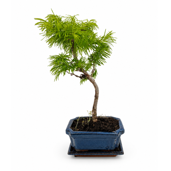 Bonsai Pseudolarix Amabilis 7 Anni - Collezione Premium