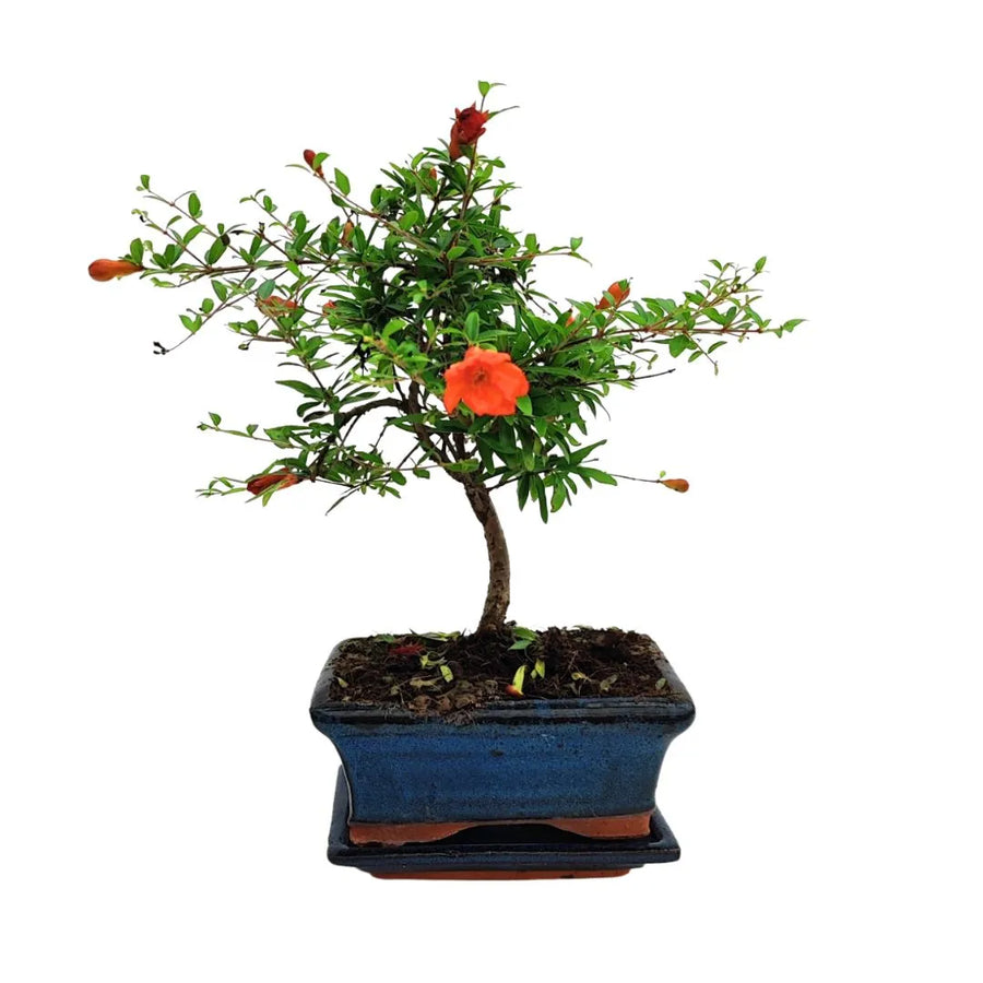 Bonsai Melograno Nana di 7 anni in vaso blu, con fiori rosso-arancio e piccoli frutti decorativi