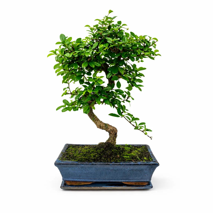 Bonsai pyracantha sp con tronco sinuoso e chioma verde compatta in vaso bonsai blu su sfondo bianco.
