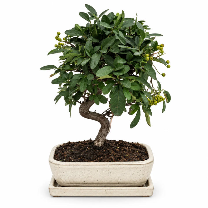 Bonsai Pyracantha Coccinea di 9 anni con chioma verde, bacche e tronco sinuoso, in vaso bonsai rettangolare su sfondo bianco