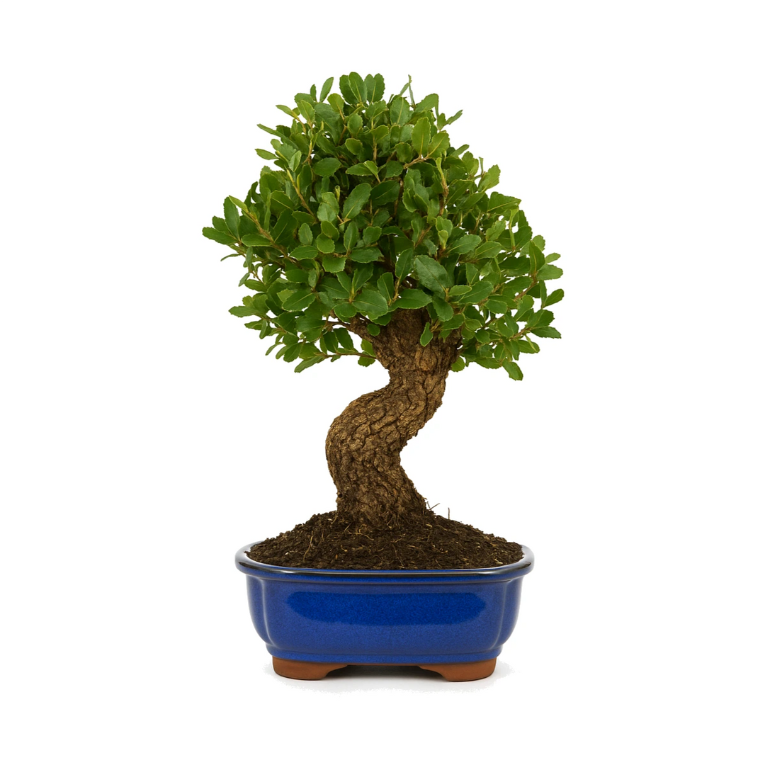 Bonsai quercus suber con tronco curvo e foglie verdi compatte in vaso ceramica blu, bonsai quercia da sughero ornamentale.