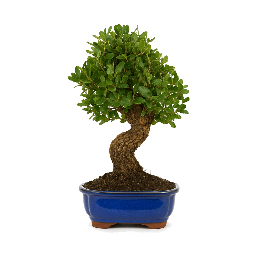 Bonsai quercus suber con tronco curvo e foglie verdi compatte in vaso ceramica blu, bonsai quercia da sughero ornamentale.