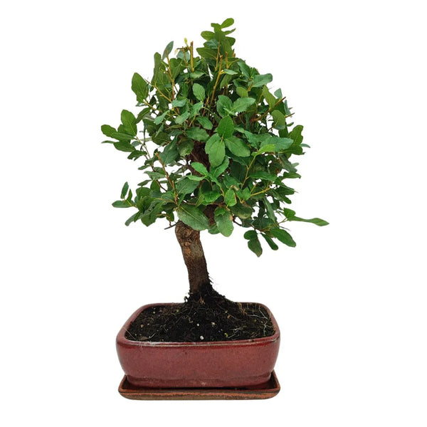 Bonsai Quercus Suber (Sughero) 10 Anni - Collezione Premium