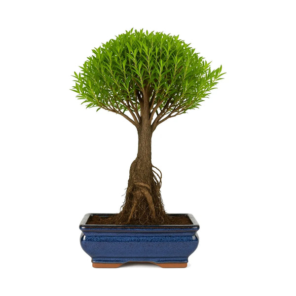Bonsai 8 anni Syzigium buxifolium - Collezione Premium