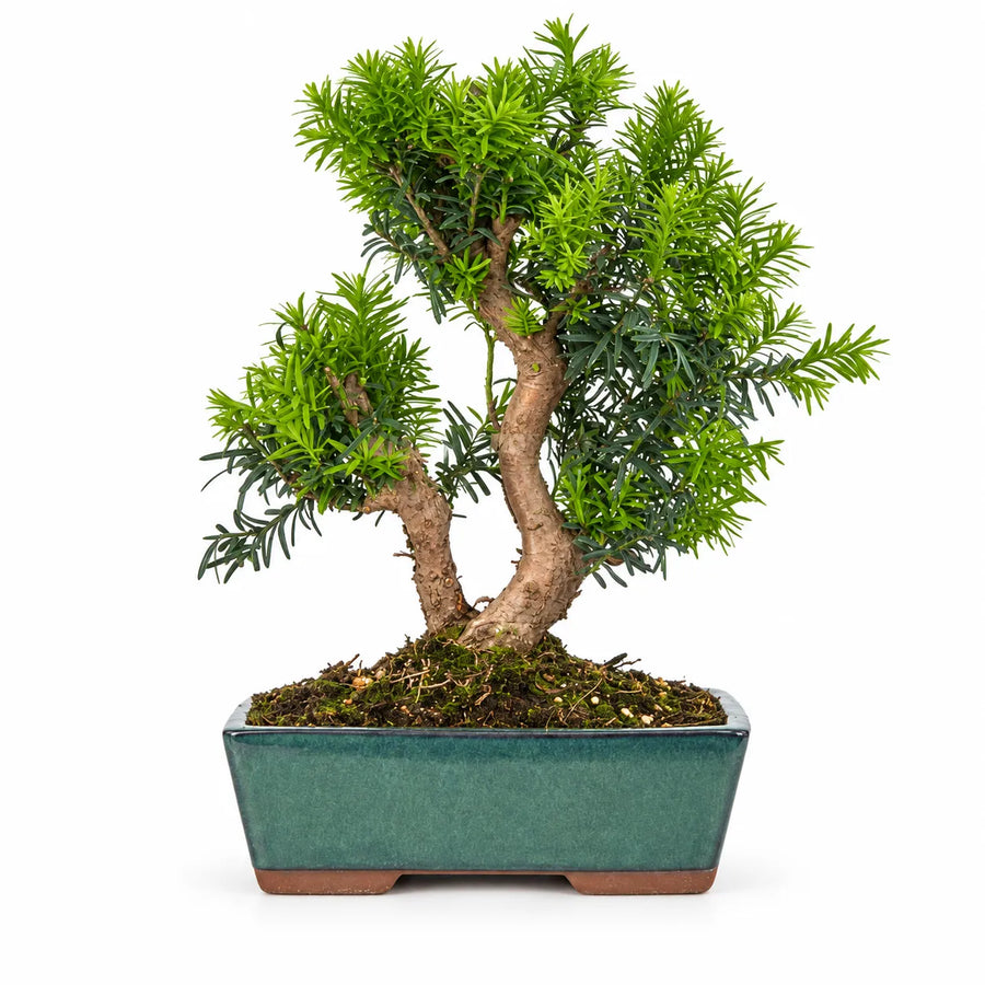 Bonsai Taxus Media di 12 anni con doppio tronco, chioma verde e vaso bonsai rettangolare verde su sfondo bianco