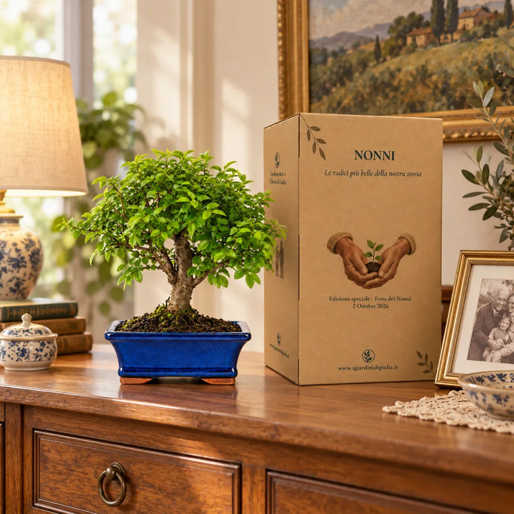 Bonsai Olmo Cinese di 7 anni Collezione Premium ambientato in casa con confezione regalo per i nonni
