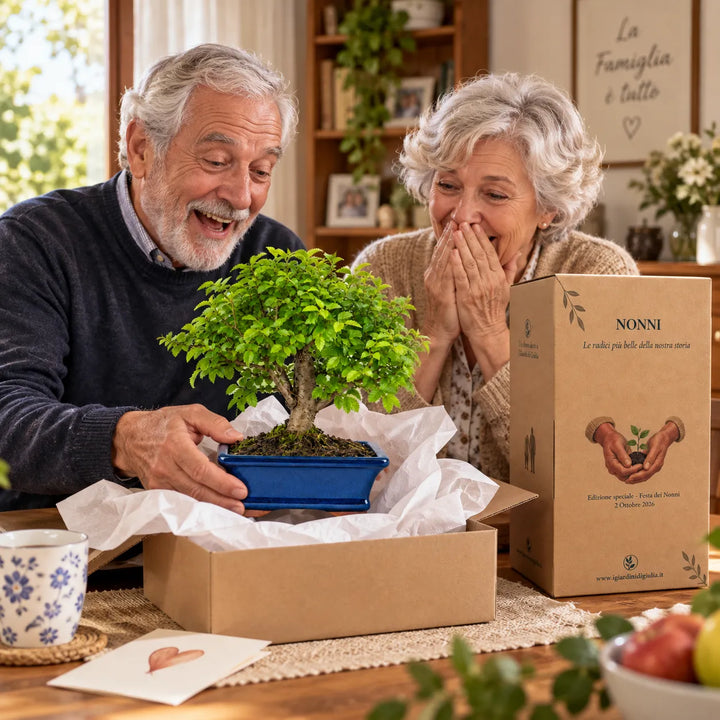 Nonni che scoprono il Bonsai Ulmus Parvifolia di 7 anni ricevuto come regalo per la Festa dei Nonni