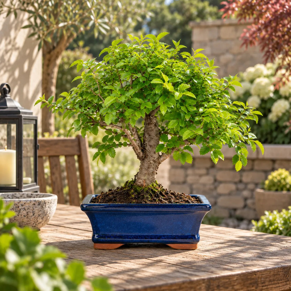 Bonsai Zelkova in vaso blu posizionato su tavolo in legno, ambientato in un luminoso giardino mediterraneo