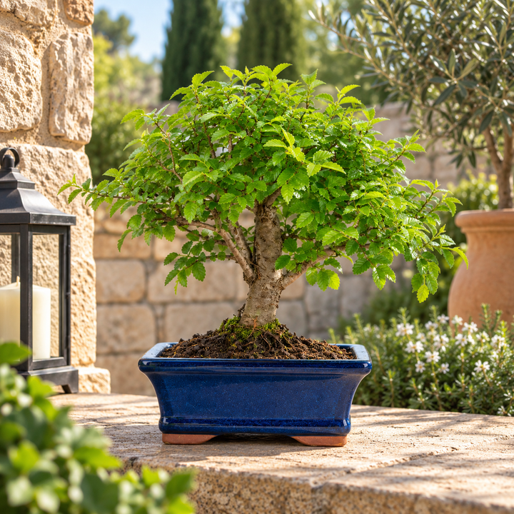 Bonsai Zelkova con chioma verde compatta in vaso blu, fotografato all'esterno in un elegante giardino con ulivi e pareti in pietra