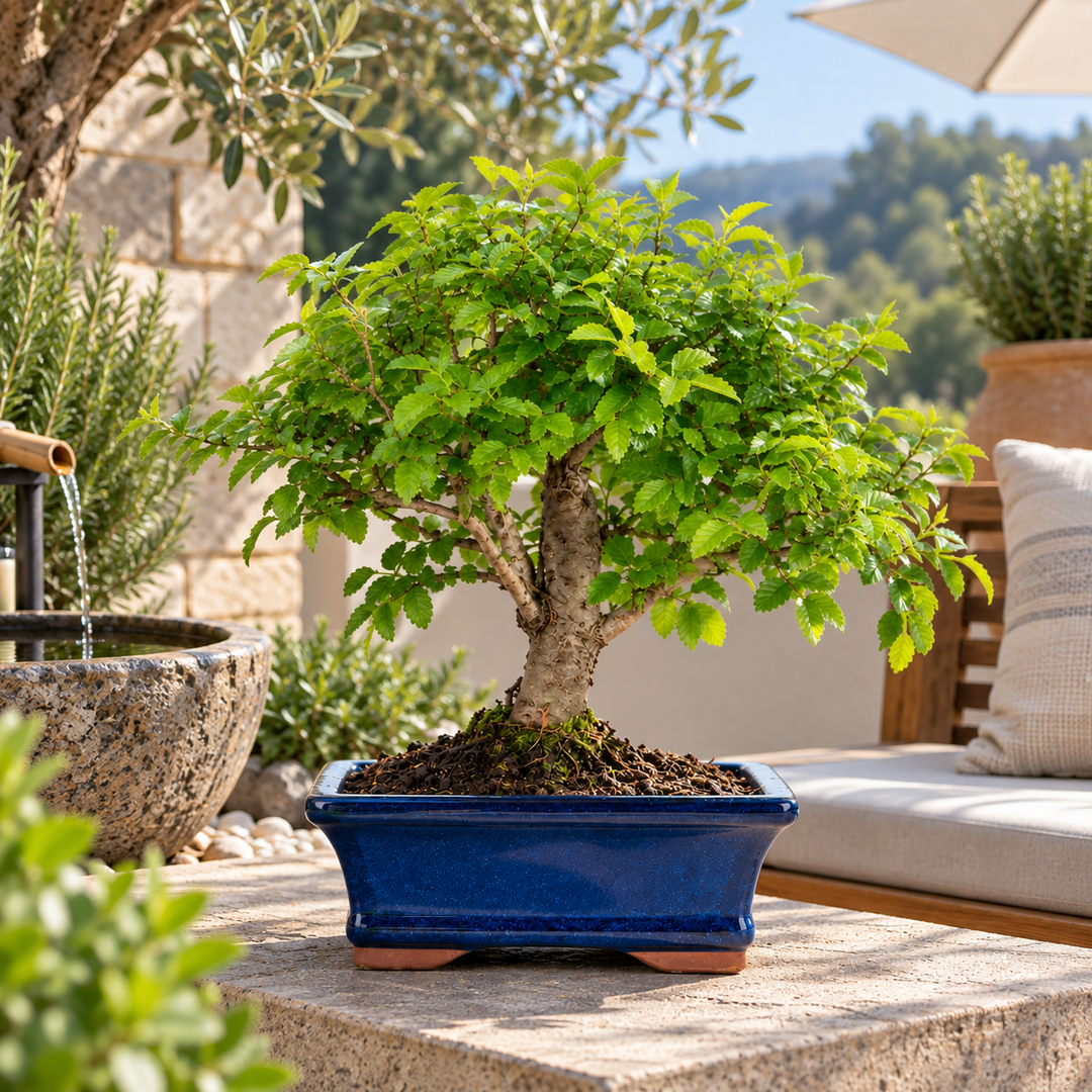 Bonsai Zelkova con folta chioma verde e tronco maturo, in vaso bonsai rettangolare blu ambientato in giardino mediterraneo