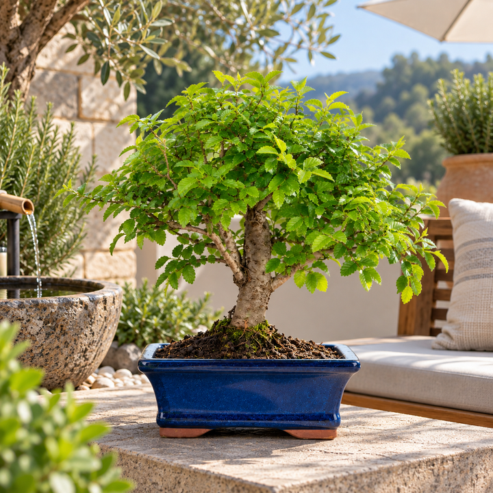 Bonsai Zelkova con folta chioma verde e tronco maturo, in vaso bonsai rettangolare blu ambientato in giardino mediterraneo