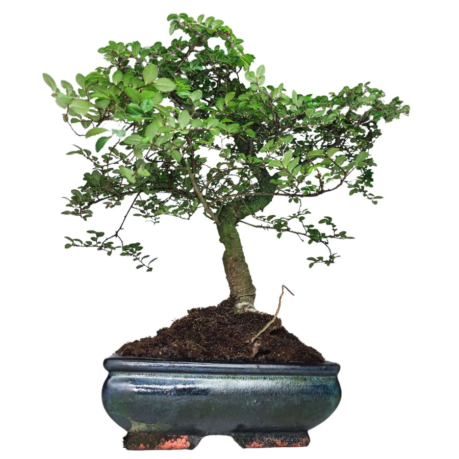 Bonsai Zelkova 40 cm - pianta da interno con vaso in ceramica smaltata blu scuro, su sfondo chiaro