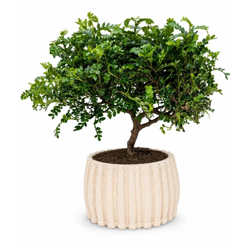 Bonsai di pepe in vaso di ceramica artigianale Dioniso D.16