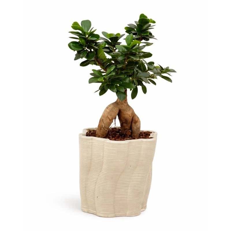 Bonsai Ficus Ginseng in vaso Venezia di ceramica artigianale - vista frontale elegante