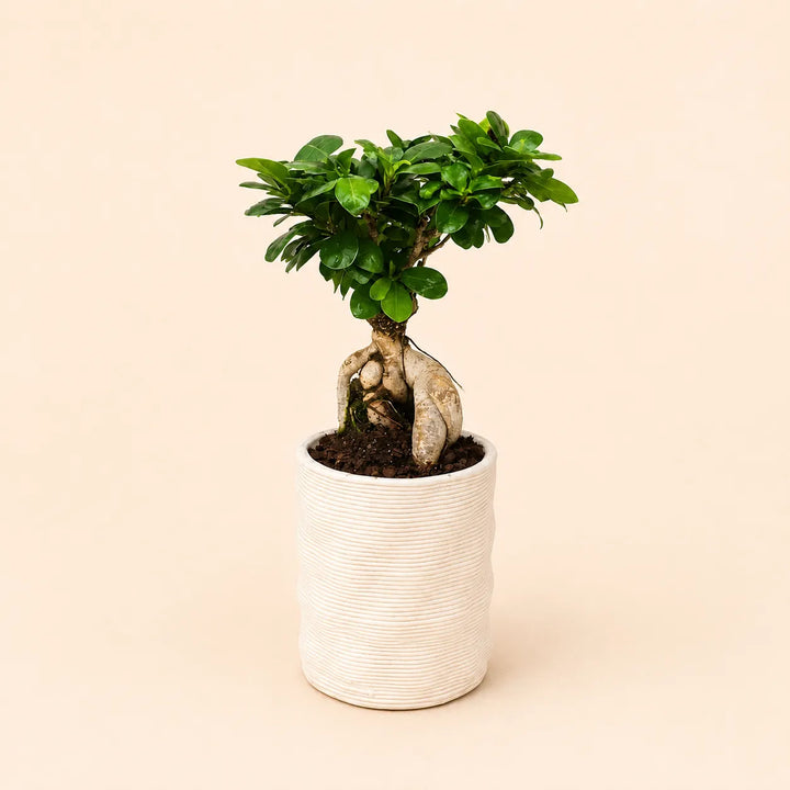 Bonsai ficus ginseng in vaso artigianale Andromeda in argilla