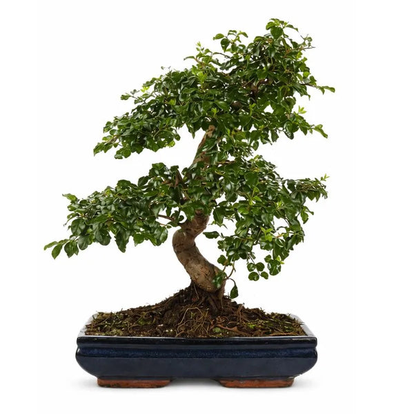 Bonsai ligustrum s shape D30 H.50 cm