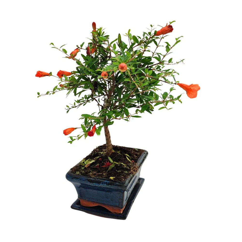 Bonsai Punica Granatum Nana, esemplare di 7 anni con fioritura abbondante e tronco ben formato