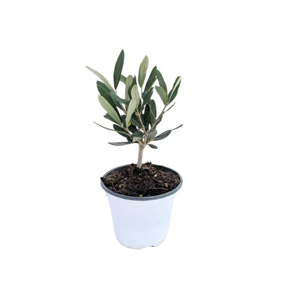 Mini Bonsai Olivo in vaso plastica