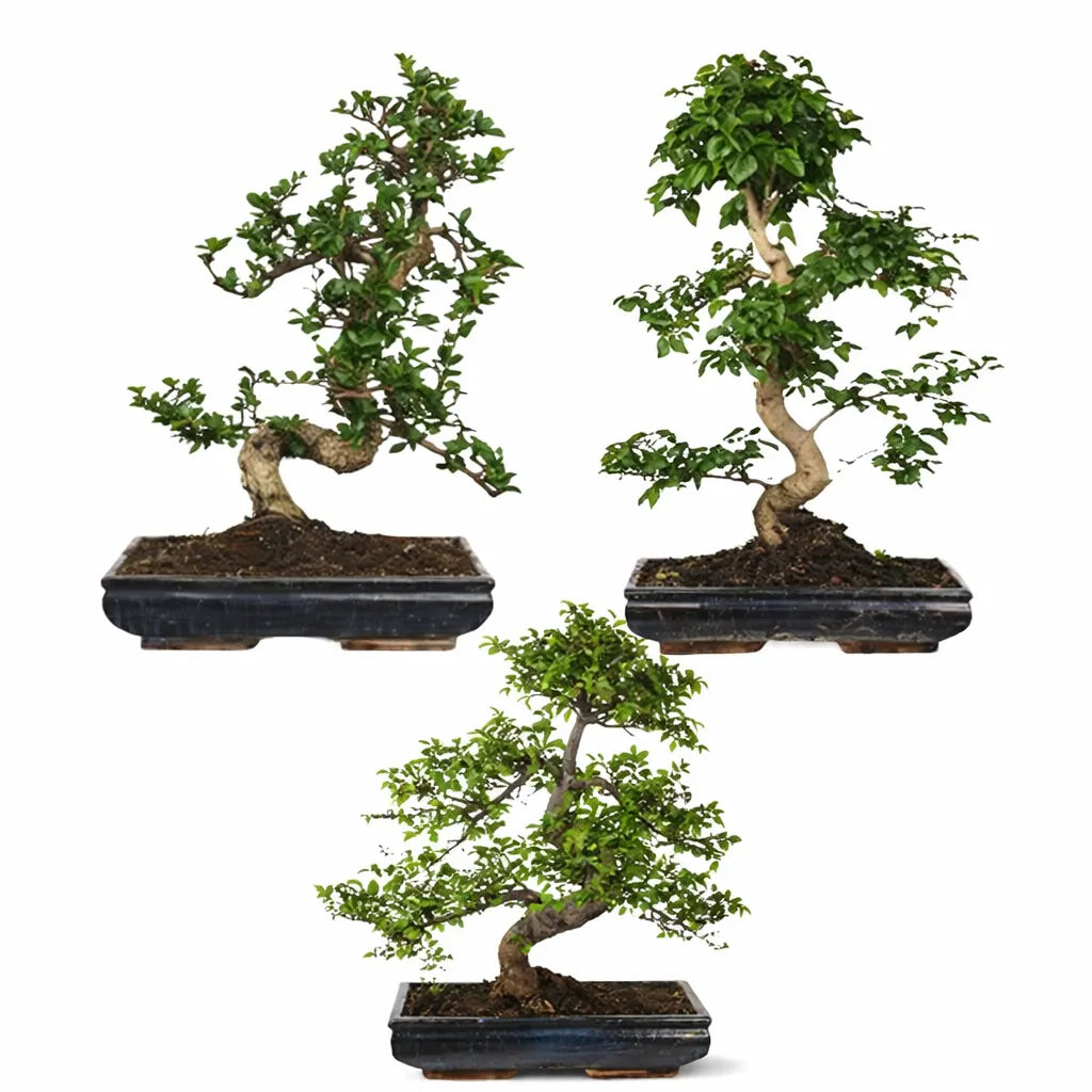 Bonsai mix D.40 H.50/60 cm