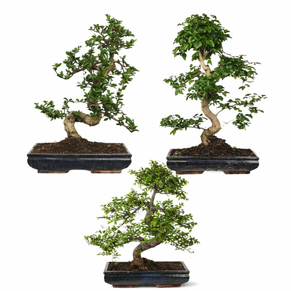 Bonsai mix D.40 H.50/60 cm