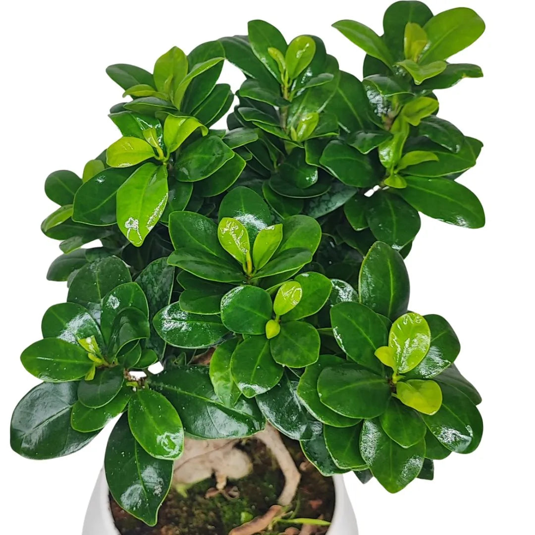 Vaso per bonsai Ficus Ginseng - dettaglio del vaso in ceramica 'Puglia' marrone