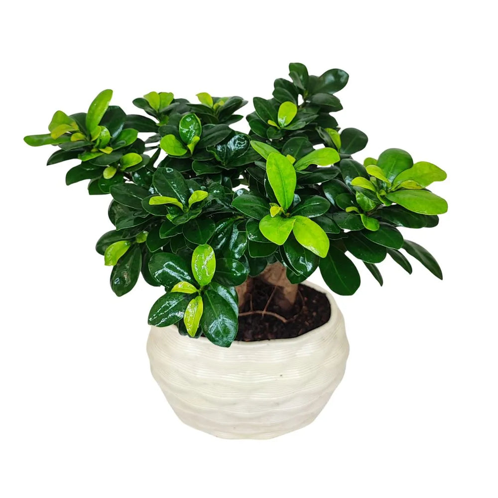 Bonsai Ficus Ginseng - dettaglio del tronco e radici a vista nel vaso Athena XL