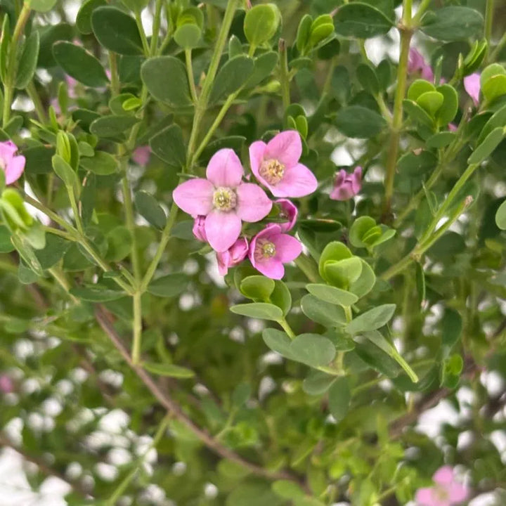 Boronia Crenulata - dettaglio ravvicinato dei piccoli fiori rosa profumati