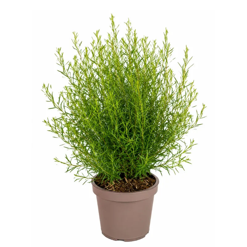Boronia heterophylla in vaso da coltivazione con fogliame verde sottile e compatto, isolata su sfondo bianco per scheda prodotto ecommerce.