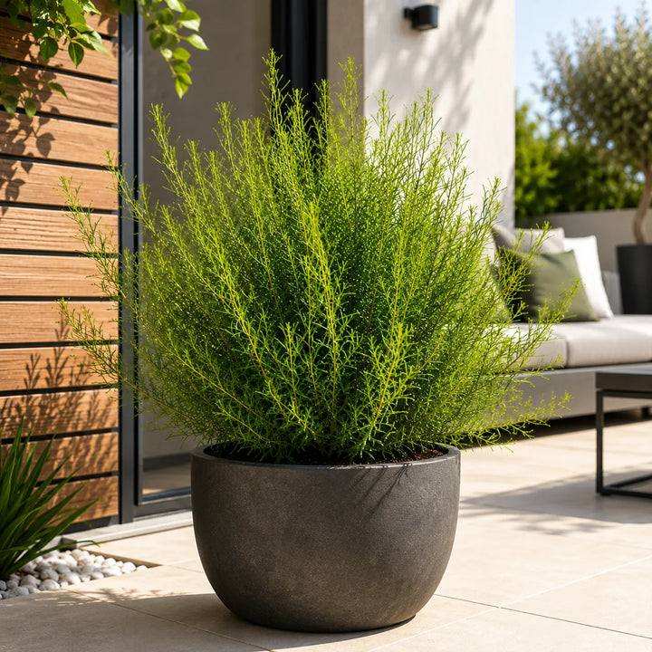 Boronia heterophylla dal fogliame verde fine e compatto coltivata in vaso antracite su terrazza moderna, ideale per giardini e spazi esterni contemporanei.