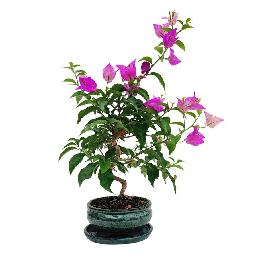 Bonsai Bouganvillea Glabra adulto con fiori rosa e tronco sinuoso in vaso smaltato, Collezione Premium
