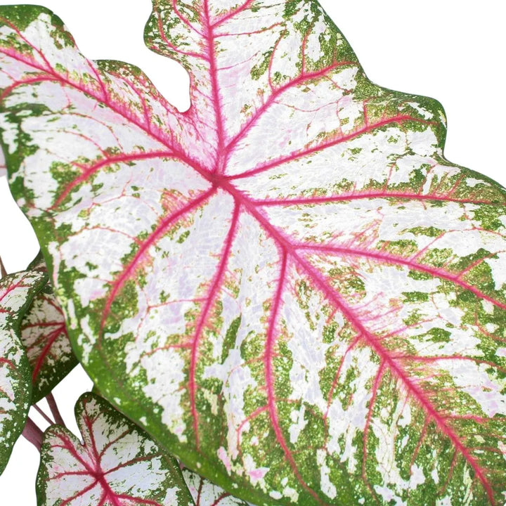 Foglia Caladium Tapestry con venature rosa acceso e margini verdi, vista ravvicinata.

