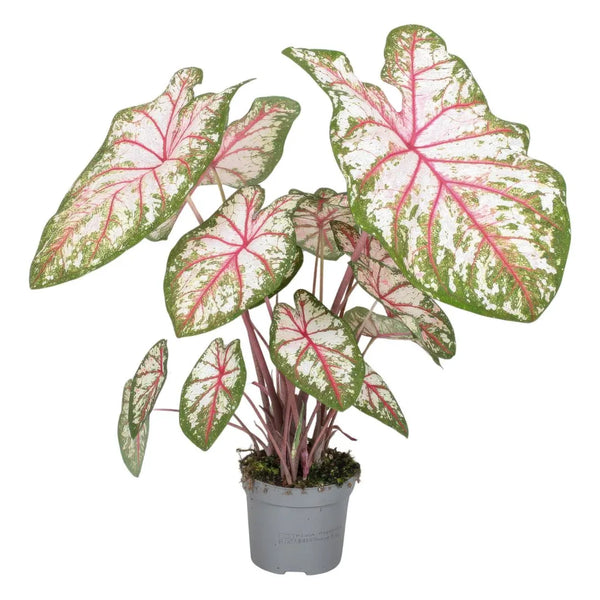 Caladium Tapestry