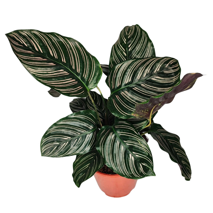 Calathea Ornata cura - primo piano delle foglie con pattern distintivo