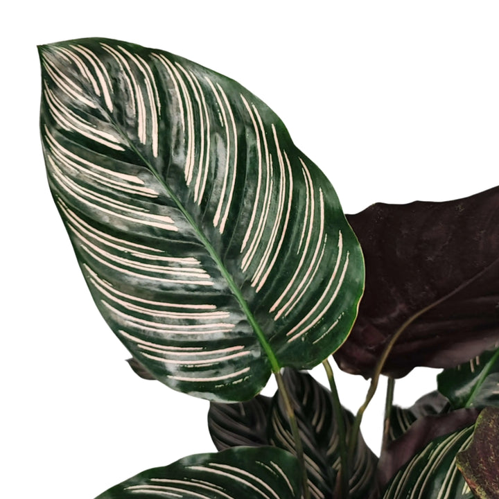 Calathea Ornata 45 cm - pianta intera in ambiente domestico elegante