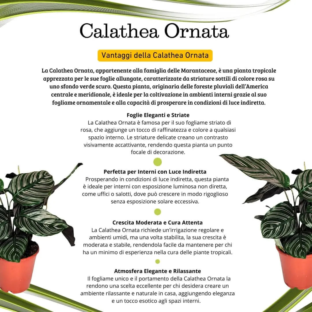 Calathea Ornata online - composizione della pianta con vaso antracite