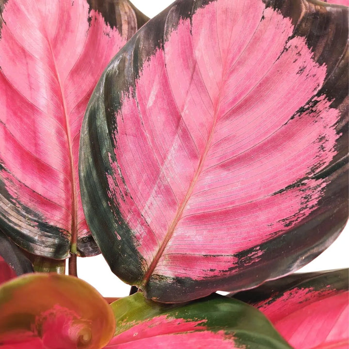 Calathea Roseopicta Crimson - pianta intera in vaso decorativo, ideale per arredo green