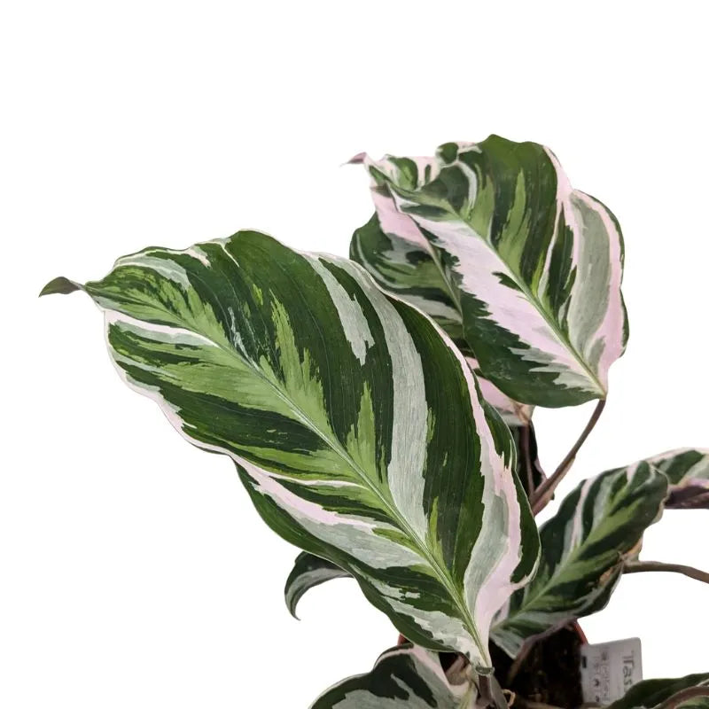 Calathea Fusion White - dettaglio delle foglie con pattern bianco e verde