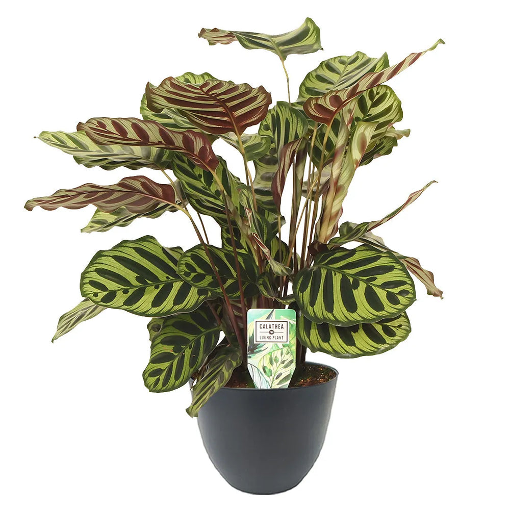 Calathea Makoyana online - Pianta da appartamento in vaso antracite, in contesto domestico