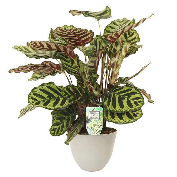 Calathea makoyana