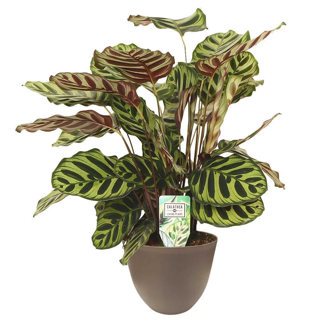 Calathea Makoyana cura - Dettaglio delle foglie in vaso tortora