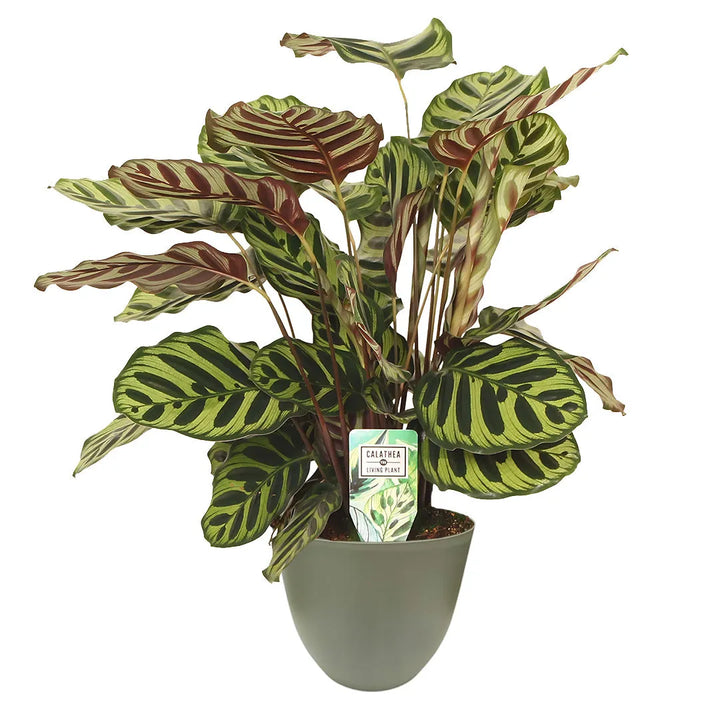 Calathea Makoyana luce - Pianta tropicale in vaso verde salvia, in ambiente luminoso