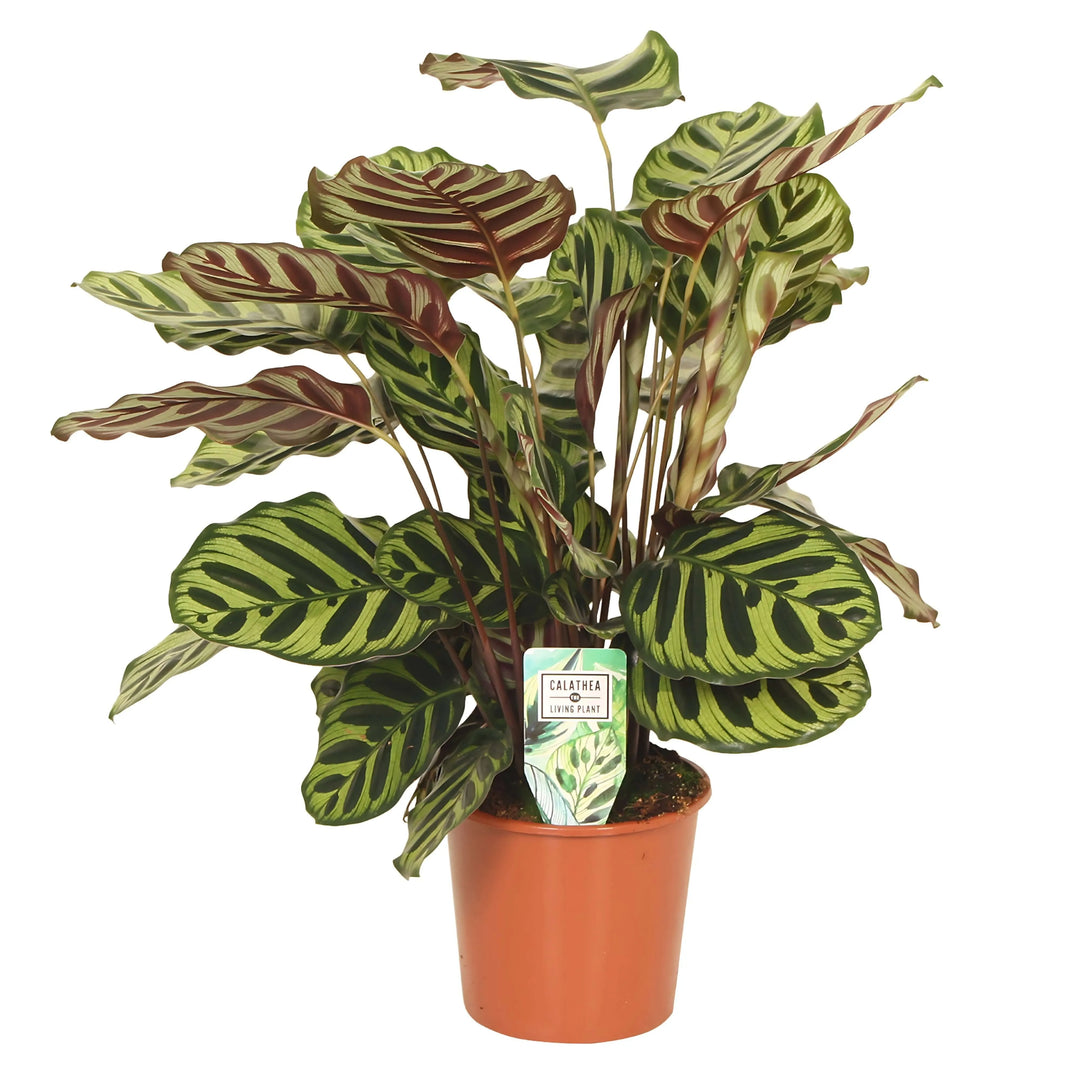 Calathea Makoyana annaffiatura - Pianta in vaso nursery, pronta per il trapianto