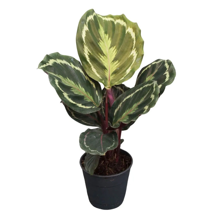 Calathea Medallion Vaso diametro 12 cm - i Giardini di Giulia  